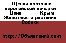 Щенки восточно европейской овчарки › Цена ­ 5 000 - Крым Животные и растения » Собаки   